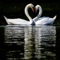 swan love birds